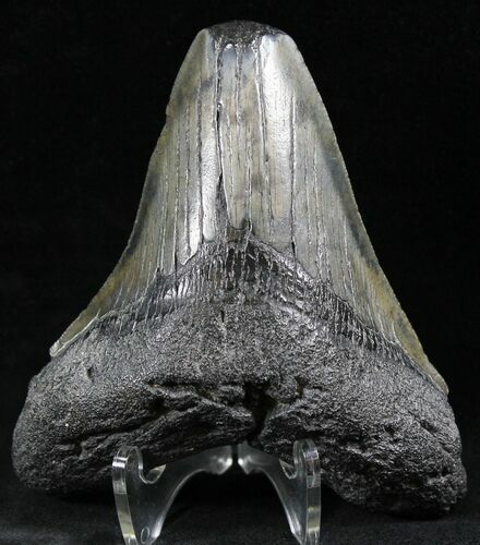 Bargain Fossil Megalodon Tooth - Feeding Wear #26518